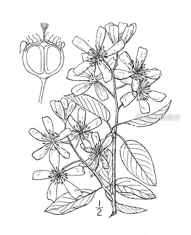 古董植物学植物插图:加拿大Amelanchier Canadensis，六月浆果，服务浆果